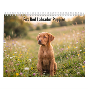Chiots Labrador Retriever Fox Red Calendrier 2027