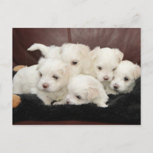 Chiots maltais sur carte postale