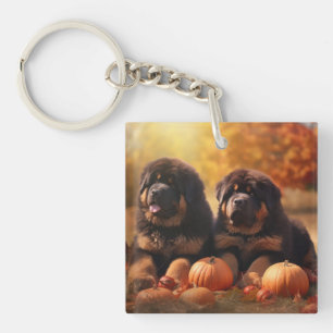 Chiots Mastiff Tibétain Délice d'Automne Citrouill