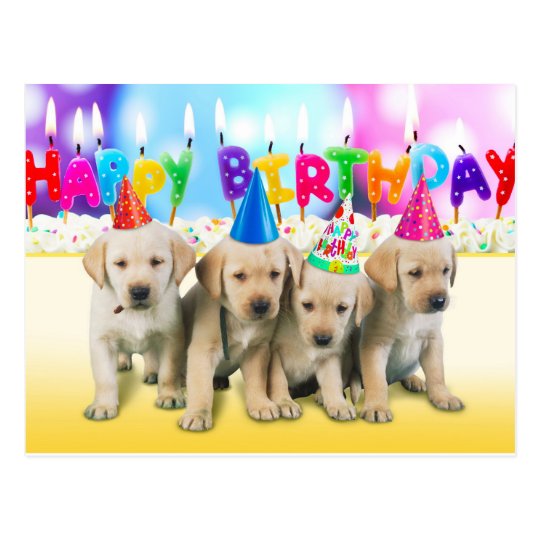  Chiots  mignons de joyeux anniversaire  carte postale Zazzle