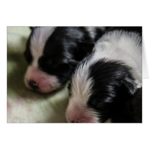 Chiots nouveau-nés de border collie