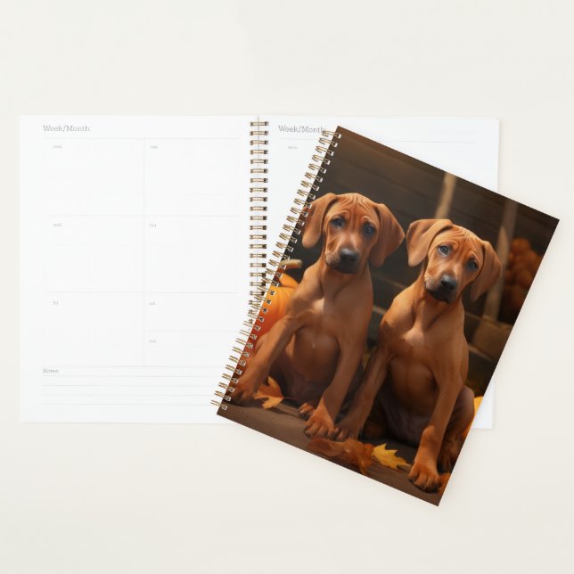 Chiots Rhodesian Ridgeback Autumn Delight Citrouil (Devant avec enveloppe)
