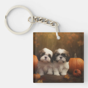 Chiots Shih Tzu Délice d'Automne Citrouille 