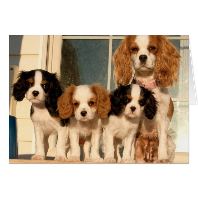 Chiots sur le porche (Devant horizontal)