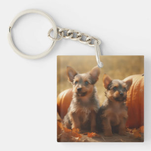 Chiots Terrier Australien Délice d'Automne Citroui