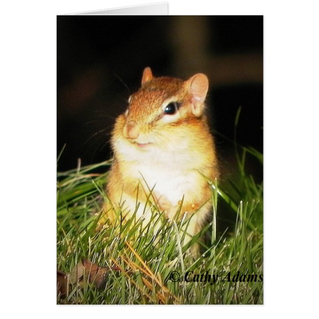 Chipmonk souriant (Devant)