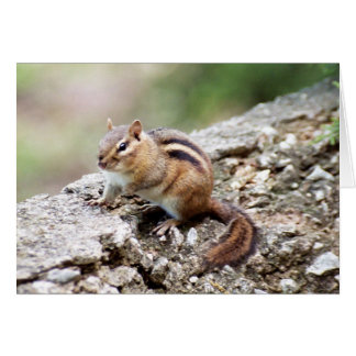 Chipmunk