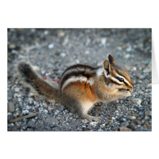 Chipmunk
