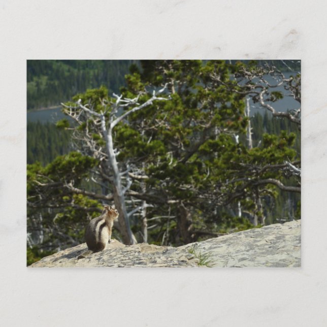 Chipmunk at Two Medicine Lake Overlook Postcard (Front)