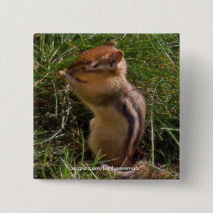 Chipmunk -Button 2 Inch Square Button