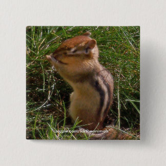 Chipmunk -Button 2 Inch Square Button
