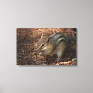 Chipmunk Canvas Print