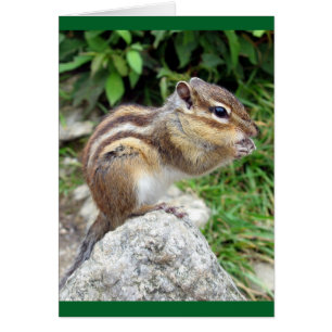 Chipmunk Chewing