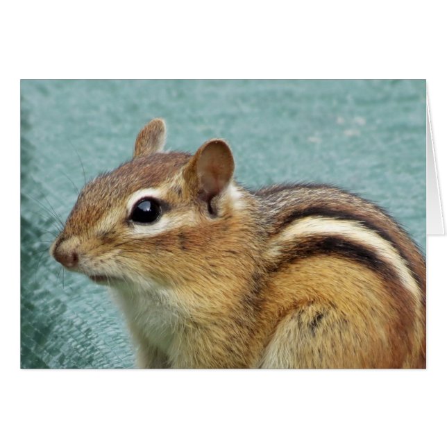 Chipmunk Close Up (Front Horizontal)