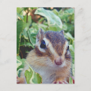 chipmunk , customizable postcard