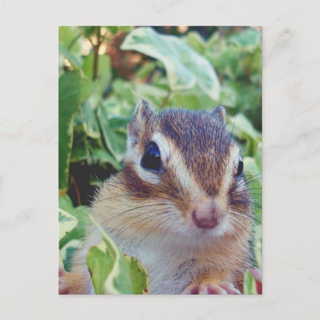 chipmunk , customizable postcard (Front)