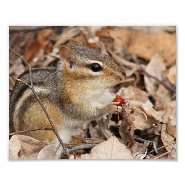 Chipmunk Eating a Cherry Photo Print (Front)
