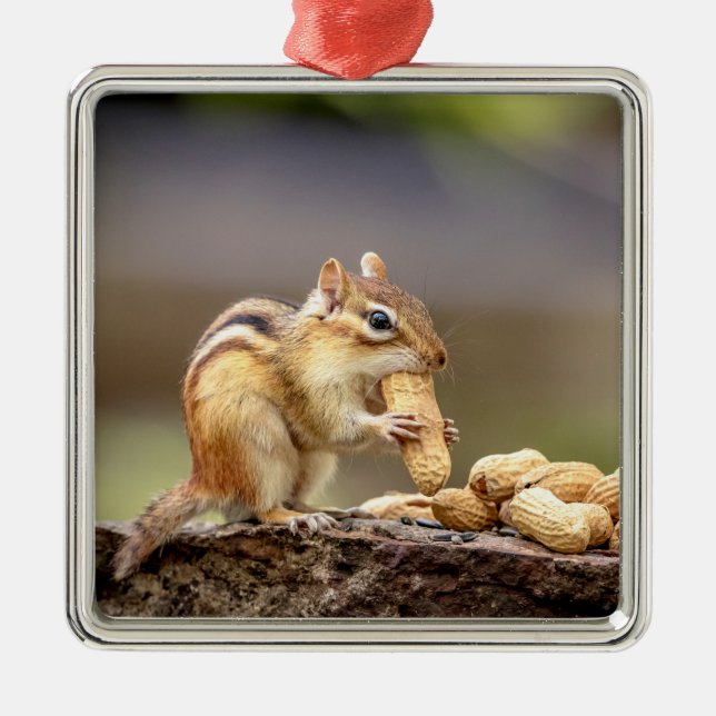 Chipmunk eating a peanut metal ornament (Front)