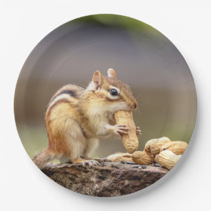 Chipmunk eating a peanut paper plate