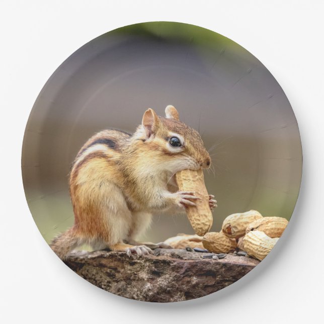 Chipmunk eating a peanut paper plate (Front)