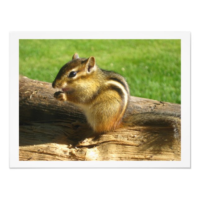 Chipmunk Eating Seeds Photo Print (Front)