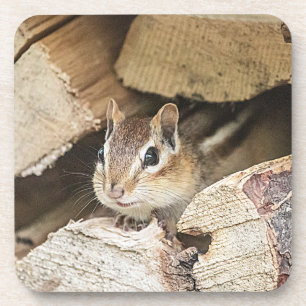 Chipmunk in a wood pile coaster