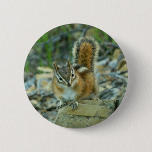 Chipmunk in Glacier National Park 2 Inch Round Button