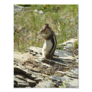 Chipmunk in Glacier National Park II Nature Photo Print