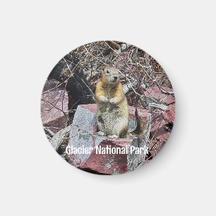 Chipmunk in Glacier National Park Magnet