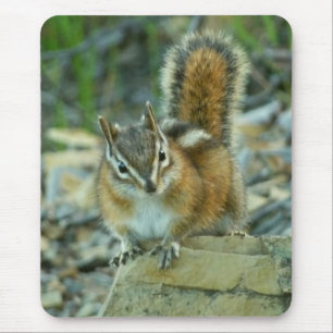 Chipmunk in Glacier National Park Mouse Pad