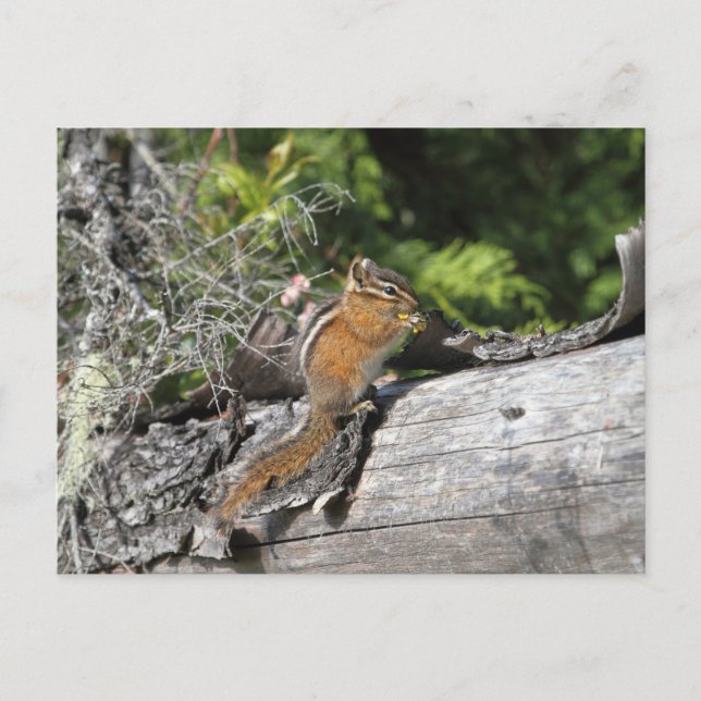Chipmunk in the Forest Postcard (Front)