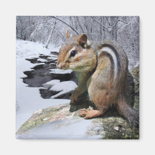 Chipmunk in the Snow Magnet