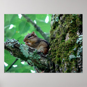 Chipmunk in Tree Mating Breakfast Poster
