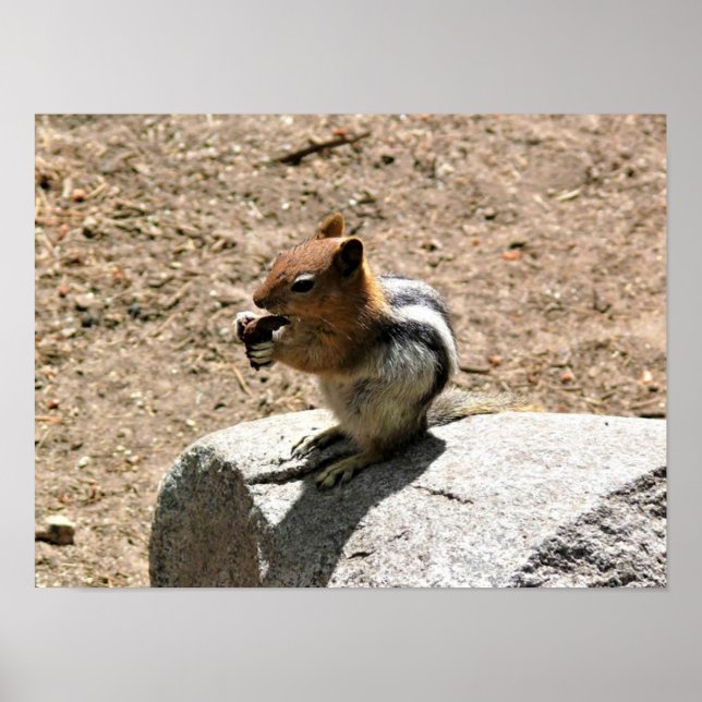 Chipmunk in Yosemite, California Poster (Front)