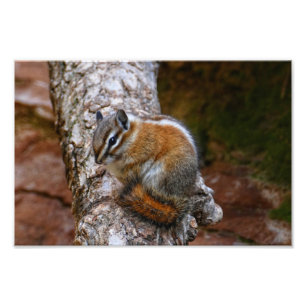 Chipmunk in Zion National Park Photo Print