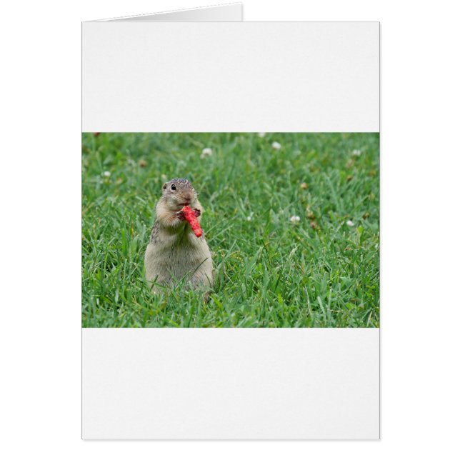 Chipmunk.JPG (Devant)