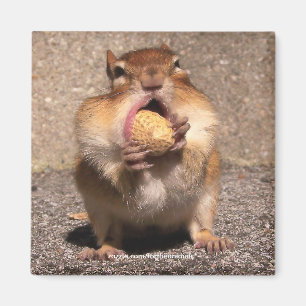 Chipmunk - Magnet