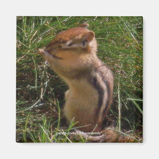 Chipmunk -Magnet Magnet