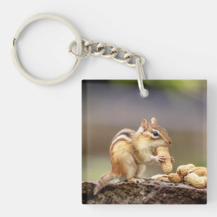 Chipmunk mange une cacahuète