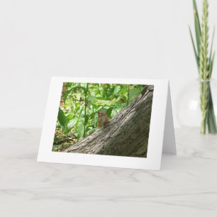 chipmunk, New York Botanical Gardens Card