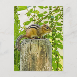 Chipmunk on a Fence Post Postcard