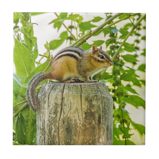 Chipmunk on a Fence Post Tile (Front)