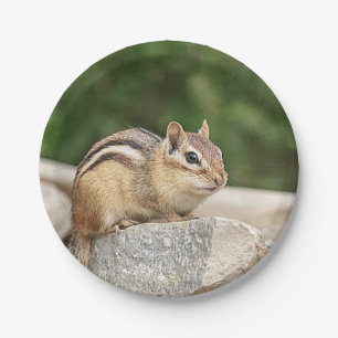 Chipmunk on a rock paper plate