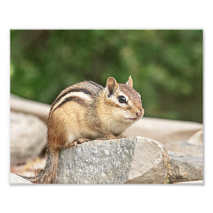 Chipmunk on a rock photo print