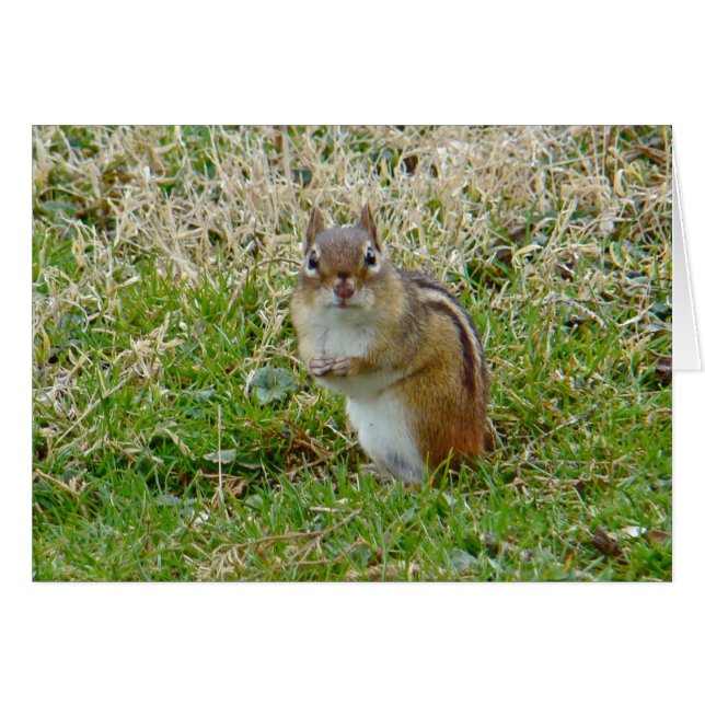 Chipmunk oriental (Devant horizontal)