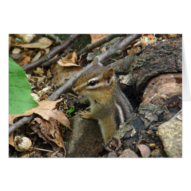 Chipmunk oriental - Tamias striatus (Devant horizontal)