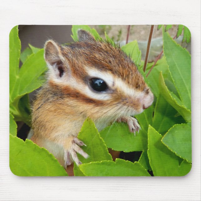 Chipmunk photo　(20-1) mouse pad (Front)