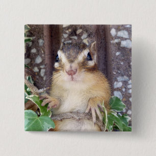 Chipmunk photo　(20-3) 2 inch square button