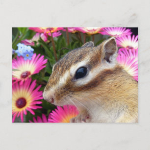 Chipmunk photo (30-13) postcard