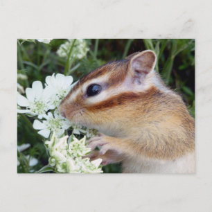 Chipmunk photo (30-19) postcard